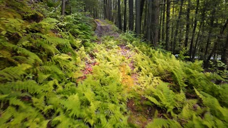 Drone-video-flying-low-and-smoothly-above-the-forest-floor-over-ferns-in-a-beautiful-pine-forest-in-Hudson-Valley-new-york's-Catskill-mountains
