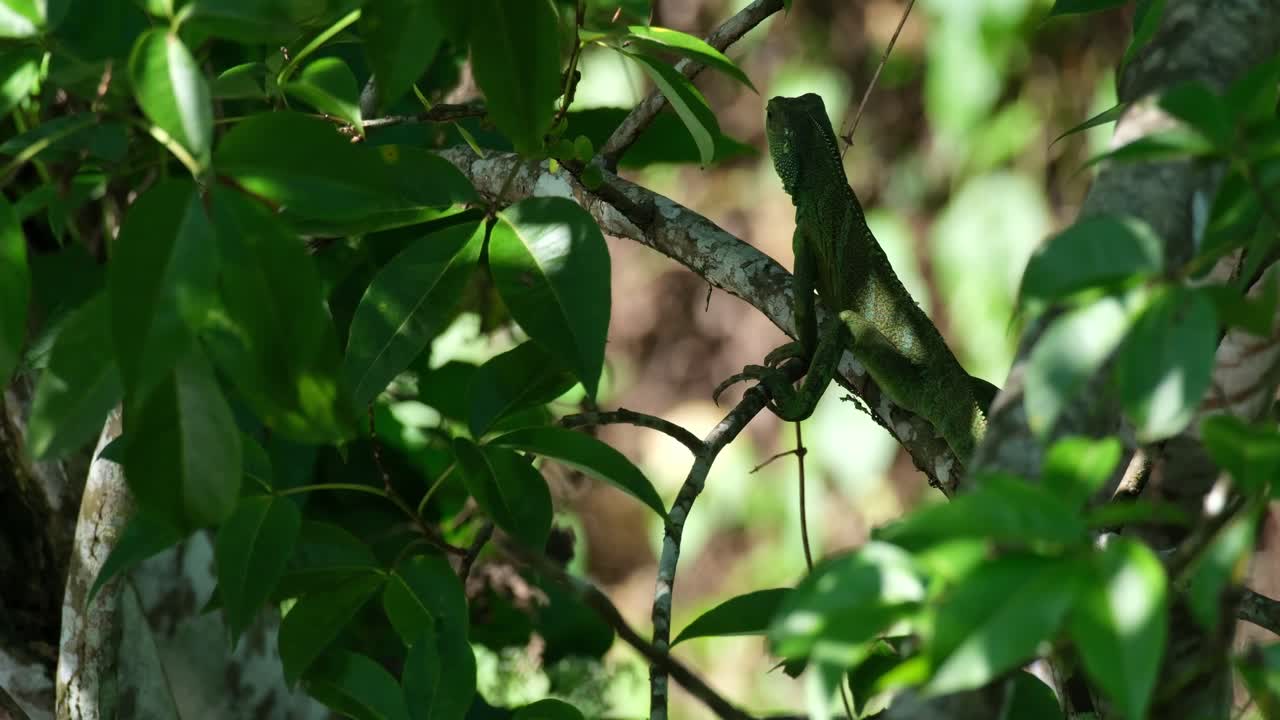 visto desde su espalda en el follaje del árbol durante una tarde ventosa luego se aleja hacia la izquierda, dragón de agua chino physignathus cocincinus, tailandia
