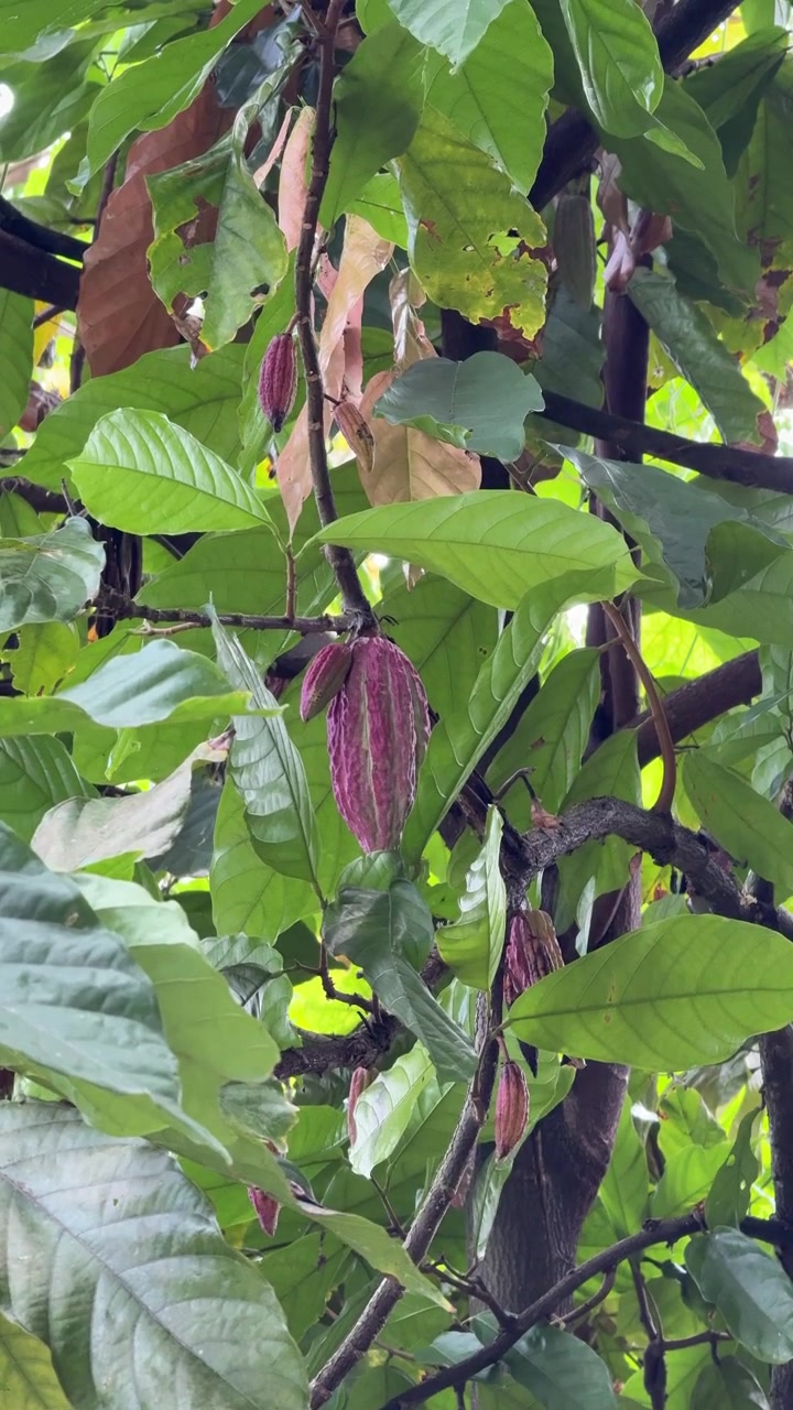 Raw Cacao Pods Growing on a Tree in a Tropical Plantation