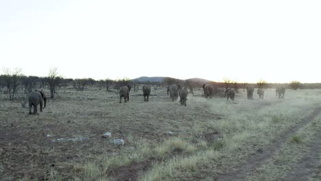 Family-of-African-Elephants-Slowly-Migrating-at-Dusk-Together-Over-Grassland,-Wide-Shot