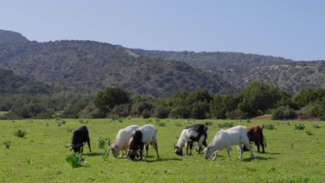 plano general de cabras pastando en la península de akamas con montañas al fondo