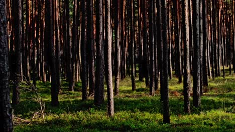 from lush green forests to serene woodlands, our footage captures the essence of the great outdoors in stunning detail