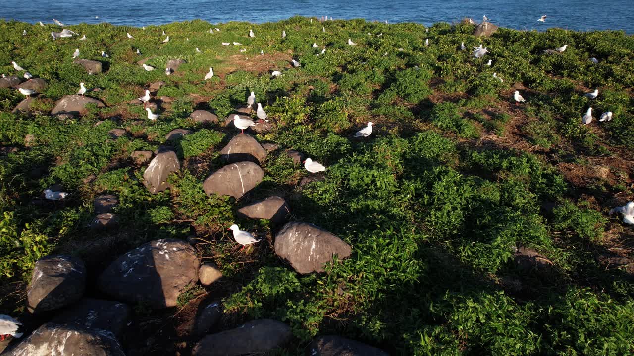 Seagulls Perched On Boulders On Rocky Landscape With Vegetation. Cook Island Nature Reserve, NSW, Australia. aerial shot
