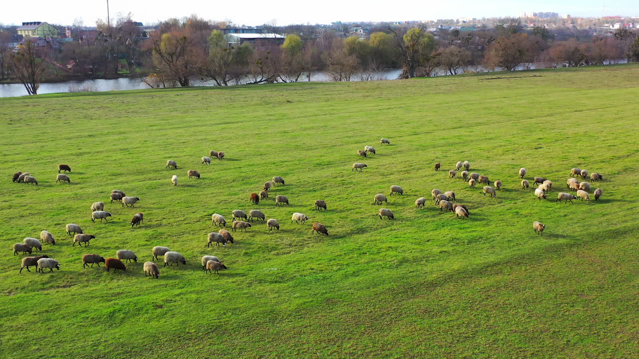 Green meadow with sheep. A lot of sheep grazing on field pasture near the river. Herd of domestic animals eating grass in the countryside. Aerial view.
