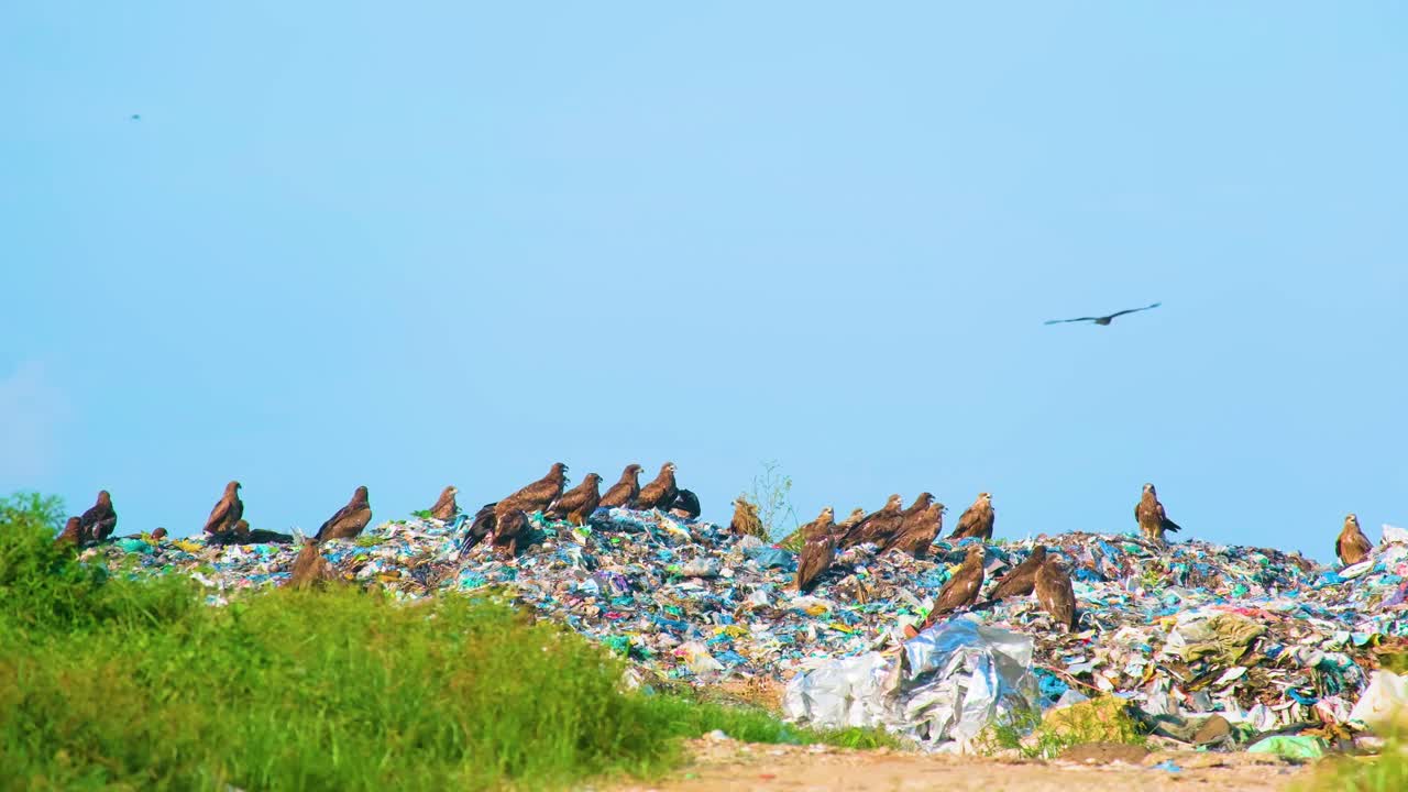 Landfill full of Eagles Landed on Garbage, Bangladesh, India
