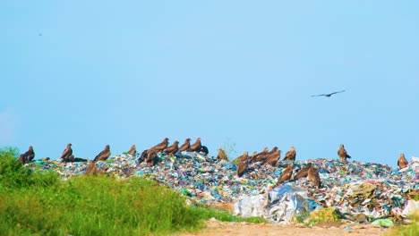 Deponie-Voller-Adler-Landete-Auf-Müll,-Bangladesch,-Indien