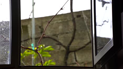 lindo perro saltando detrás de la ventana, mirando curioso y desaparece de nuevo