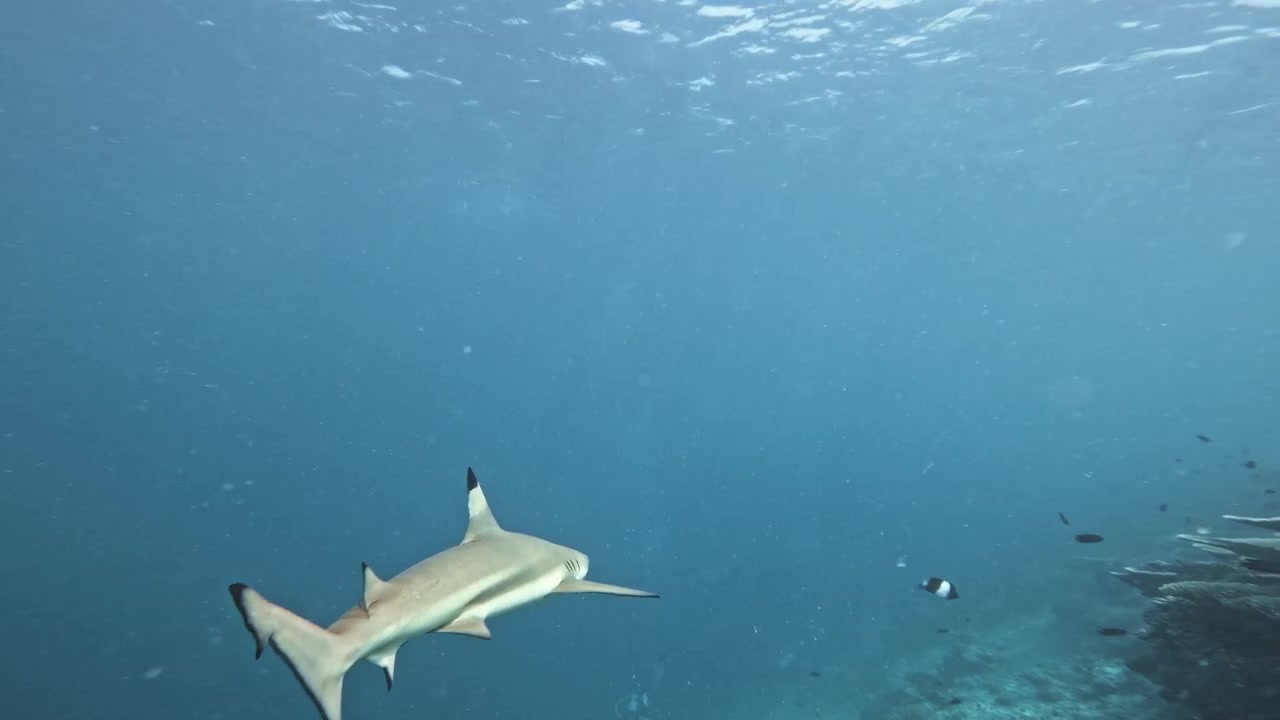 Blacktip reef sharks swim past a wide-angle underwater camera above a tropical coral reef in the Maldives, with dark-tipped fins sweeping dramatically close to the lens.