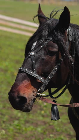 dark brown horse with leather harness and long mane waved by wind walks along paddock on hill slope slow motion. thoroughbred animal on pasture closeup