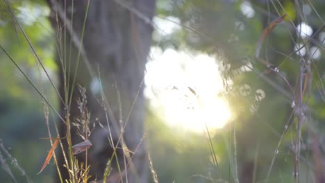 sunrise from jungel grass in forgraound sun bokhe sun flairs from tree