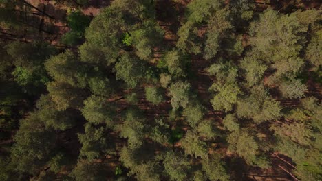 A-Birds-Eye-View-of-Bourne-Woods,-UK