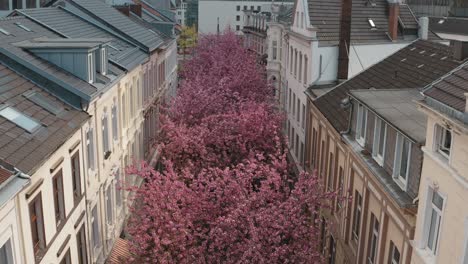 Drone---Toma-Aérea-De-La-Flor-De-Cerezo-En-La-Ciudad-De-Bonn