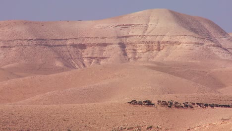 ovejas y cabras son conducidas en la distancia por un pastor beduino en israel o jordania 1