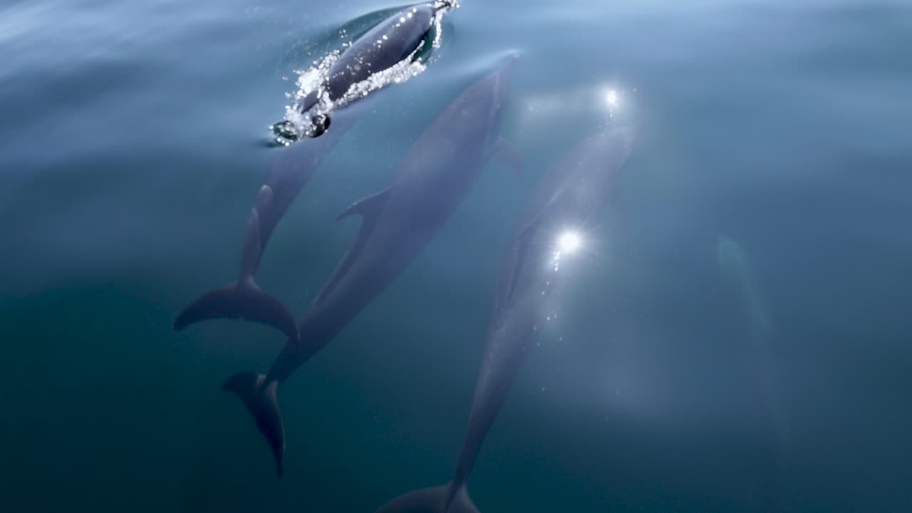A group of dolphins swims just below the ocean surface, full bodies visible through clear blue water. Natural pod behavior and elegant motion—clean wildlife B-roll