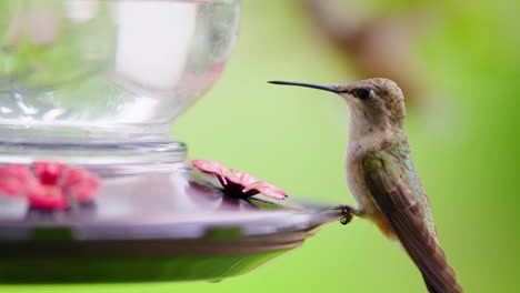 hummingbird landing and feeding at a feeder