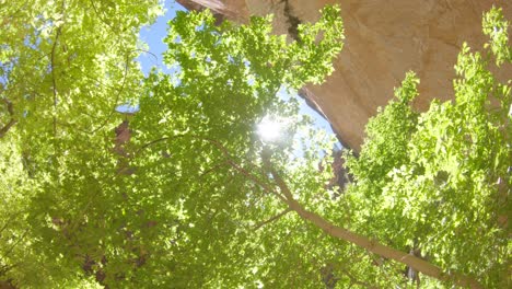 tracking shot looking up from canyon at sun rays through tree branches