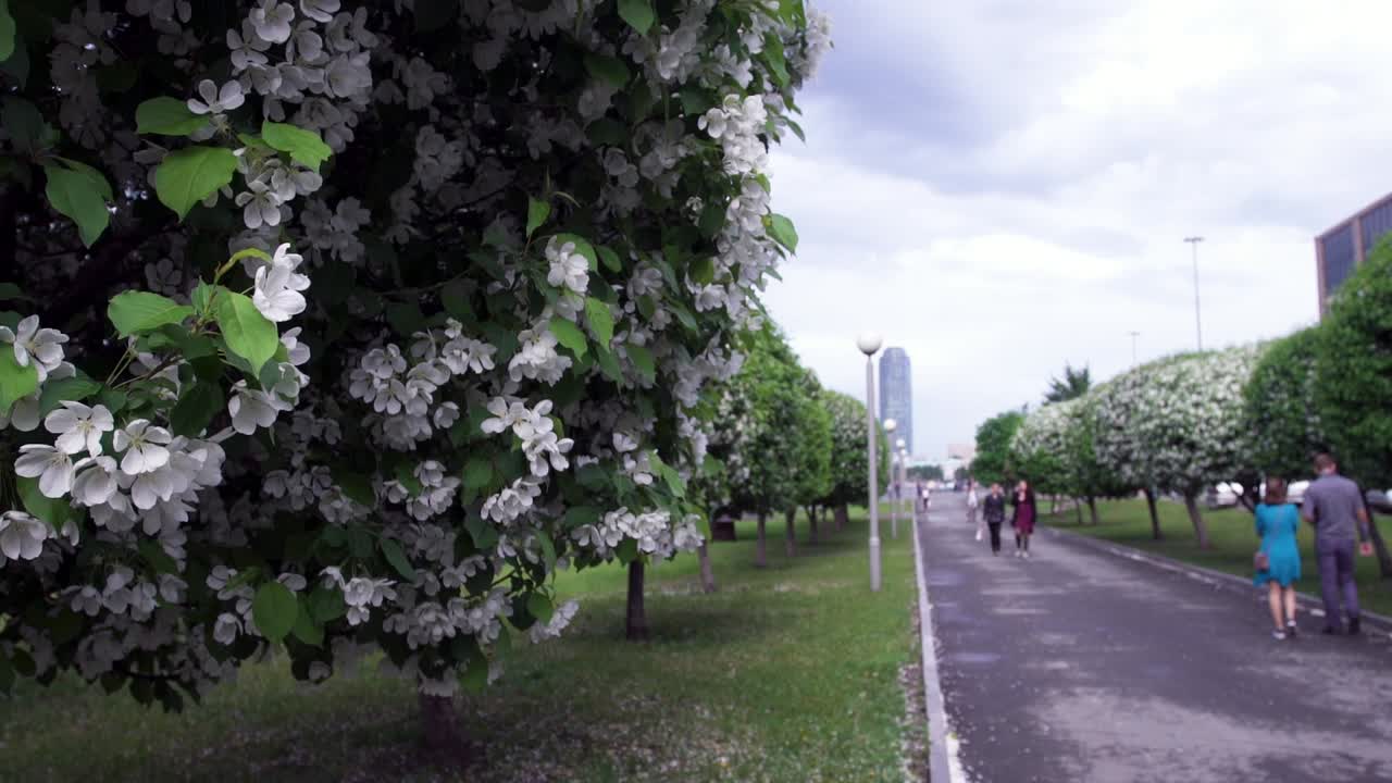 árboles de manzana en flor en un parque urbano
