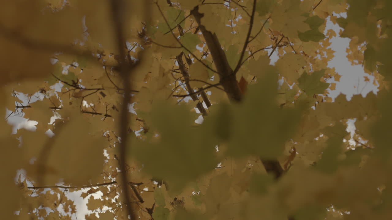 Low angle view looking up at leaves on tree branches in Autumn with camera drift around the tree