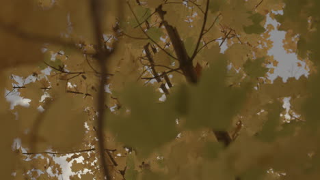 low angle view looking up at leaves on tree branches in autumn with camera drift around the tree