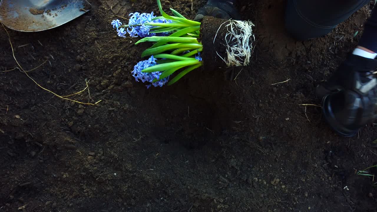 Plantning af syrenblomster i et nygravet hul i en blomsterhave oven på et kæledyrs grav i slowmotion.