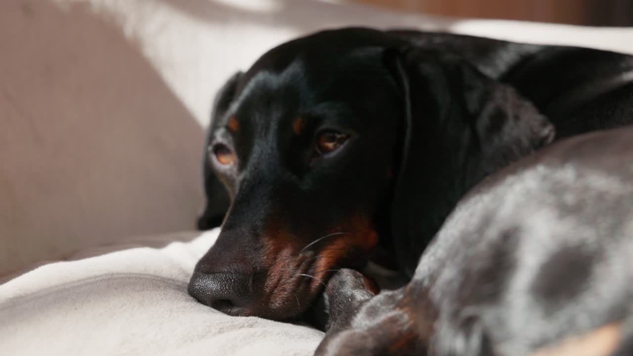 A tired black and tan dachshund curls into his bed, soaking up the sunny warmth inside during a quiet winter morning.