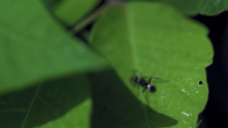 Formica nera su foglia verde