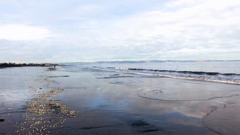 La-Marea-Subiendo-Suavemente-En-Una-Larga-Playa,-Con-Conchas-De-Almejas