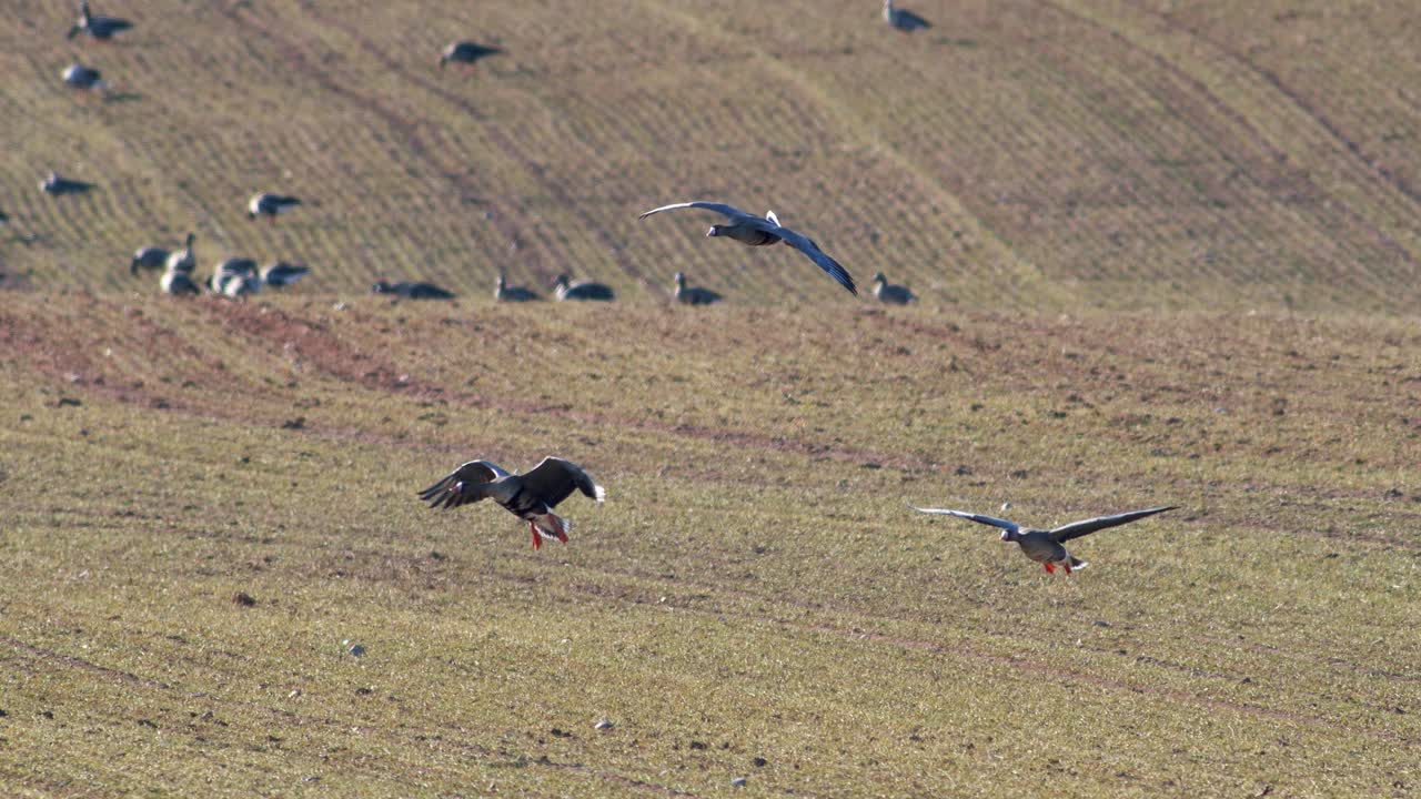 una gran bandada de gansos albifrones de frente blanca en el campo de trigo de invierno durante la migración de primavera