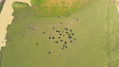 High-aerial-bird's-eye-view-of-herd-of-Buffalos-cattle-grazing-flat-grassland