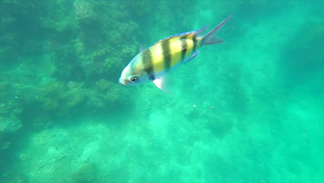 abudefduf saxatilis exotic fish underwater in thailand