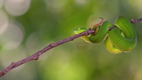 La-Víbora-De-Labios-Blancos-Es-Una-Víbora-Venenosa-Endémica-Del-Sudeste-Asiático-Y-A-Menudo-Se-Encuentra-Durante-La-Noche-Esperando-En-Una-Rama-O-Rama-De-Un-árbol-Cerca-De-Un-Cuerpo-De-Agua-Con-Muchos-Alimentos