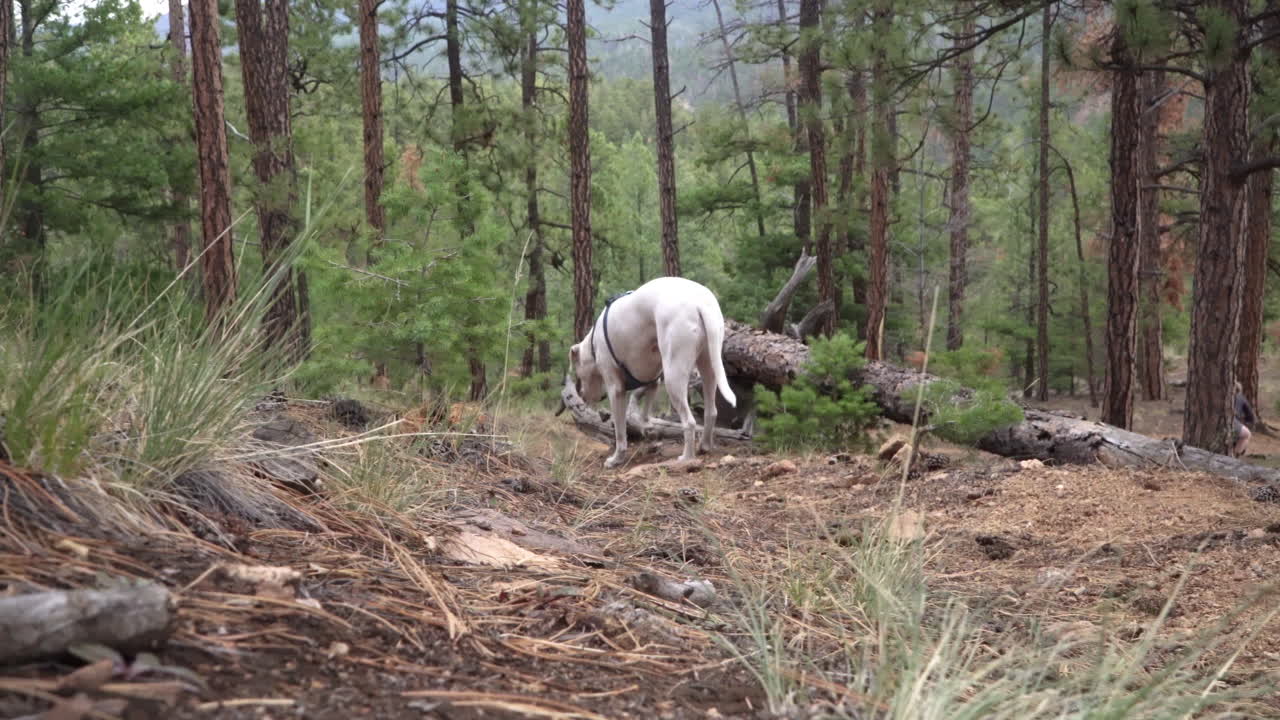 Dog in the woods hears a sound, pauses, then runs after the source of the sound, deeper into the woods