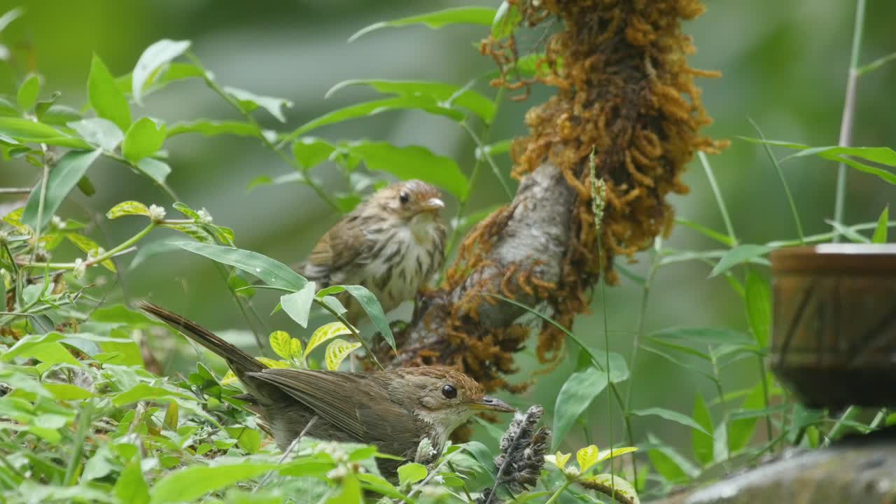 한 쌍의 푹신한 babbler 새는 서부 ghats의 인도 숲에서 이른 아침에 푸른 잔디에서 먹이를 찾으려고 합니다.