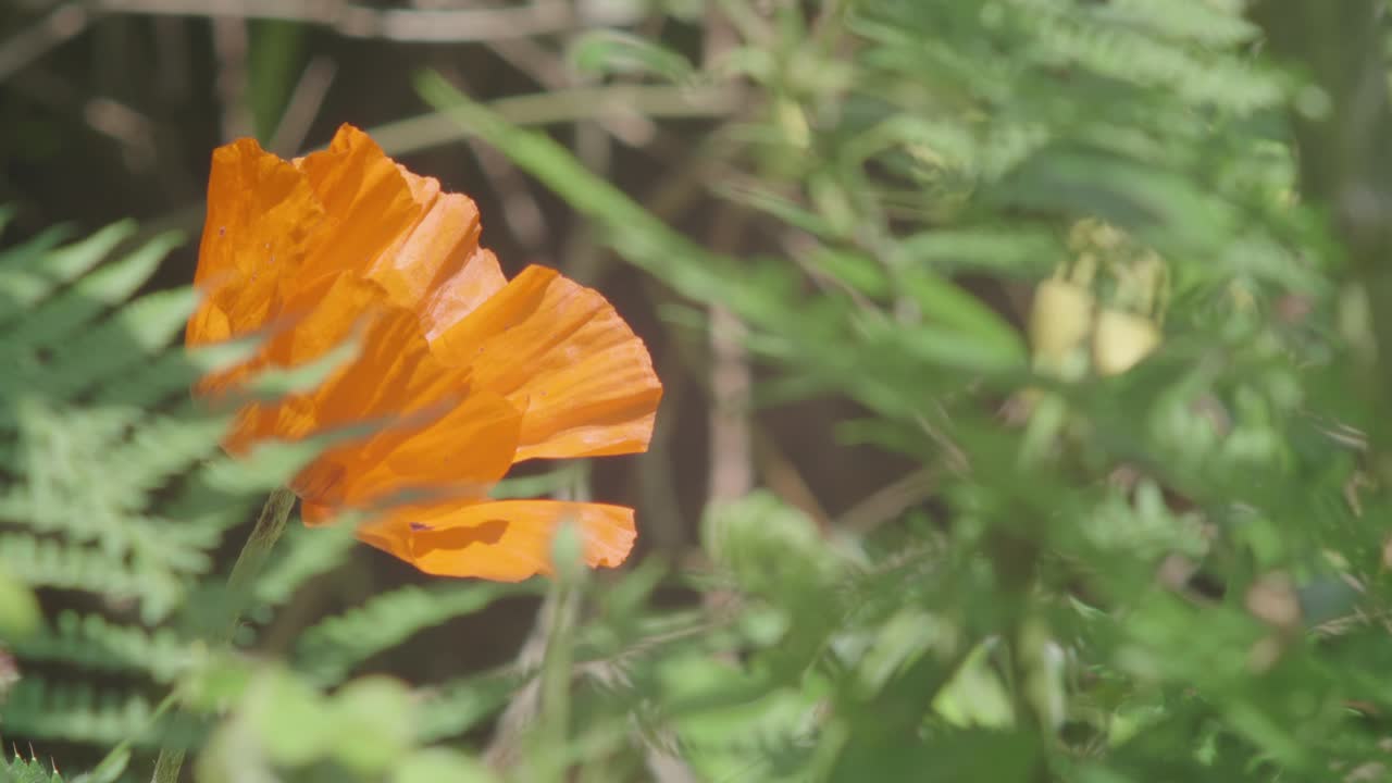 flor de amapola naranja moviéndose con el viento rodeada de vegetación, cámara lenta