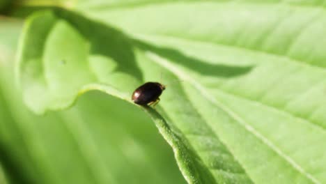 close up shot of a small black beetle sitting on a green leave in the sun in slow motion