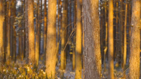 Seitliche-Filmische-Nahaufnahme-Von-Baumrinde,-Warmer-Sonnenuntergang-über-Nõva,-Estland