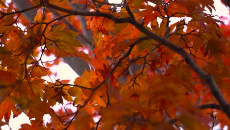 Close-up-of-beautiful-red-autumn-leaves-against-white-sky---slow-motion