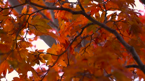 Close up of beautiful red autumn leaves against white sky - slow motion