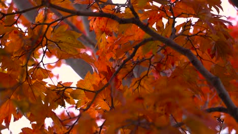 close up of beautiful red autumn leaves against white sky - slow motion