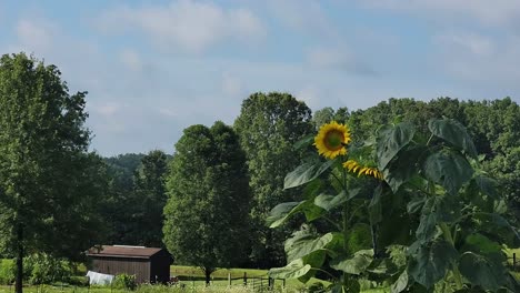 Sonniger-Tag:-Die-Sonnenblume,-Die-Sich-Im-Vollen-Glanz-Der-Sonne-Sonnt,-Symbolisiert-Freude-Und-Positivität