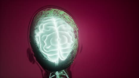 anatomía del cerebro humano