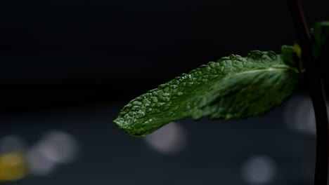 Statische-Nahaufnahme-Eines-Schönen,-Leckeren-Minzblattes-In-Zeitlupe,-Während-Ein-Tropfen-Wasser-Auf-Das-Blatt-Vor-Schwarzem-Hintergrund-Tropft