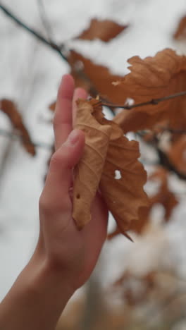 la delicada mano se extiende para tocar una hoja de otoño seca y crujiente que todavía se aferra a su rama, el rico follaje marrón contrasta con el cielo suave, capturando la esencia del otoño.