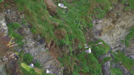 Gaviotas-Argénteas-Anidando-En-La-Cara-De-Roca-Verde-Natural-De-Cornualles-De-Cerca