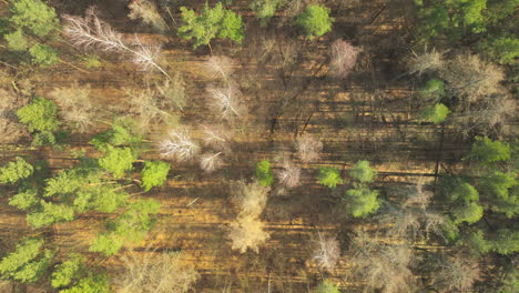 drone bird's eye view pan across thin trees in sparse canopy forest, nature texture background