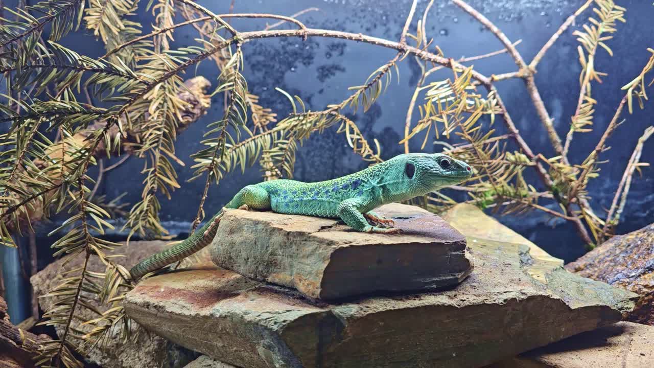 Plano detalhe de lagarto em rocha fazendo movimento sutil com a cabeça em terrário.