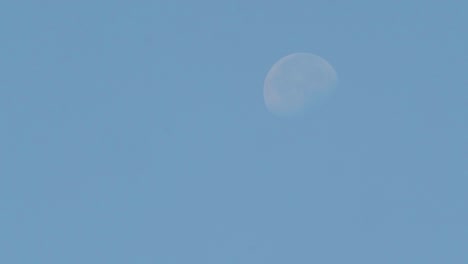 moon shot during the day, bird flying and cross the scene