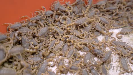 freshly caught scorpions for frying - close up