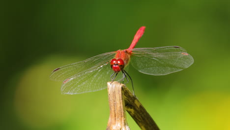 Die-Scharlachrote-Libelle-(Crocothemis-Erythraea)-Ist-Eine-Libellenart-Aus-Der-Familie-Der-Libellulidae.-Zu-Seinen-Gebräuchlichen-Namen-Gehören-Der-Breite-Scharlachrote-Und-Der-Gemeine-Scharlachrote-Schlangenhalsvogel.