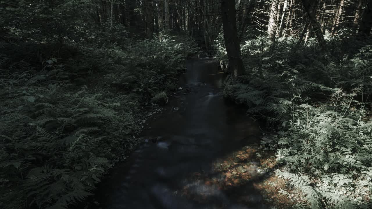 River flows through the forest. Time lapse video